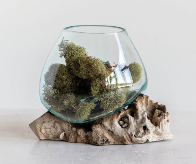 7" Round x 6-3/4"H Recycled Glass Terrarium/Candle Holder on Natural Wood Base
