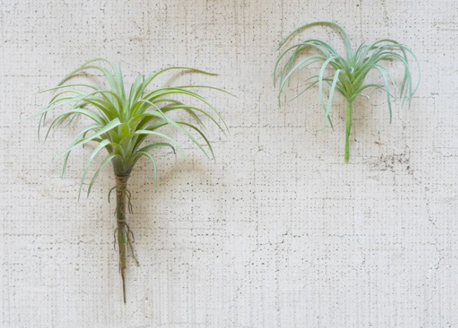 Air Plant