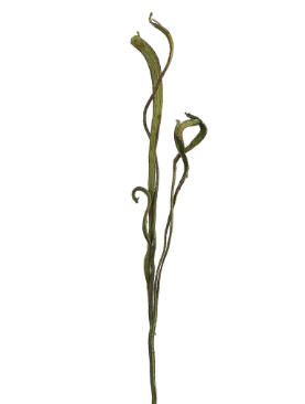 34" Staghorn Spray