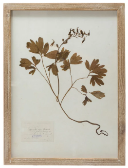 Framed Wall Decor with Botanicals, 6 Styles