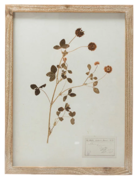 Framed Wall Decor with Botanicals, 6 Styles