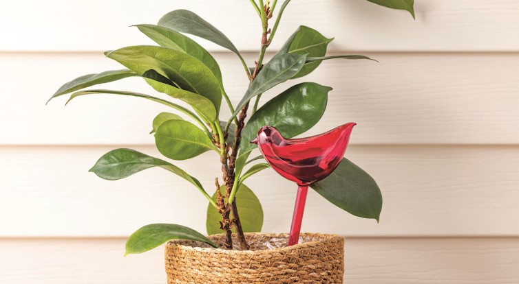 Plant Water Stakes