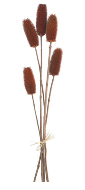 BROWN PRESERVED THISTLE