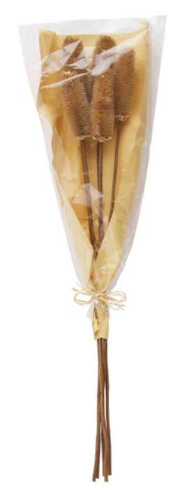 NATURAL PRESERVED THISTLE