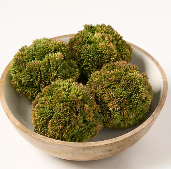 4" Sedum Orb  Green