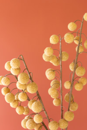 BOTANICA 2442
