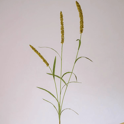Three-Headed Dogtail Grass Stem 39" Tall